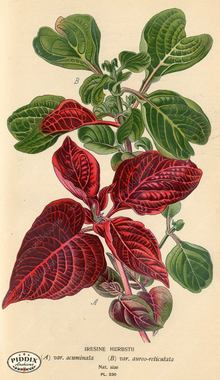 Flowers Pdxc4075 Color Illustration