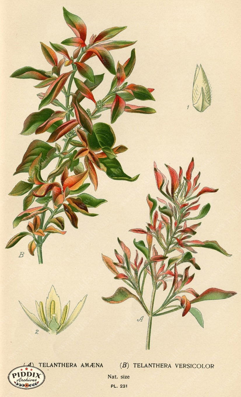 Flowers Pdxc4076 Color Illustration