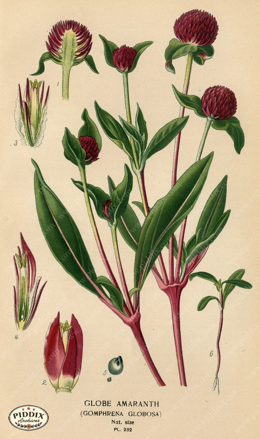 Flowers Pdxc4077 Color Illustration