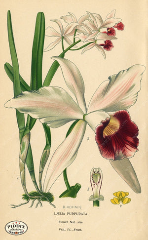 Flowers Pdxc4083 Color Illustration