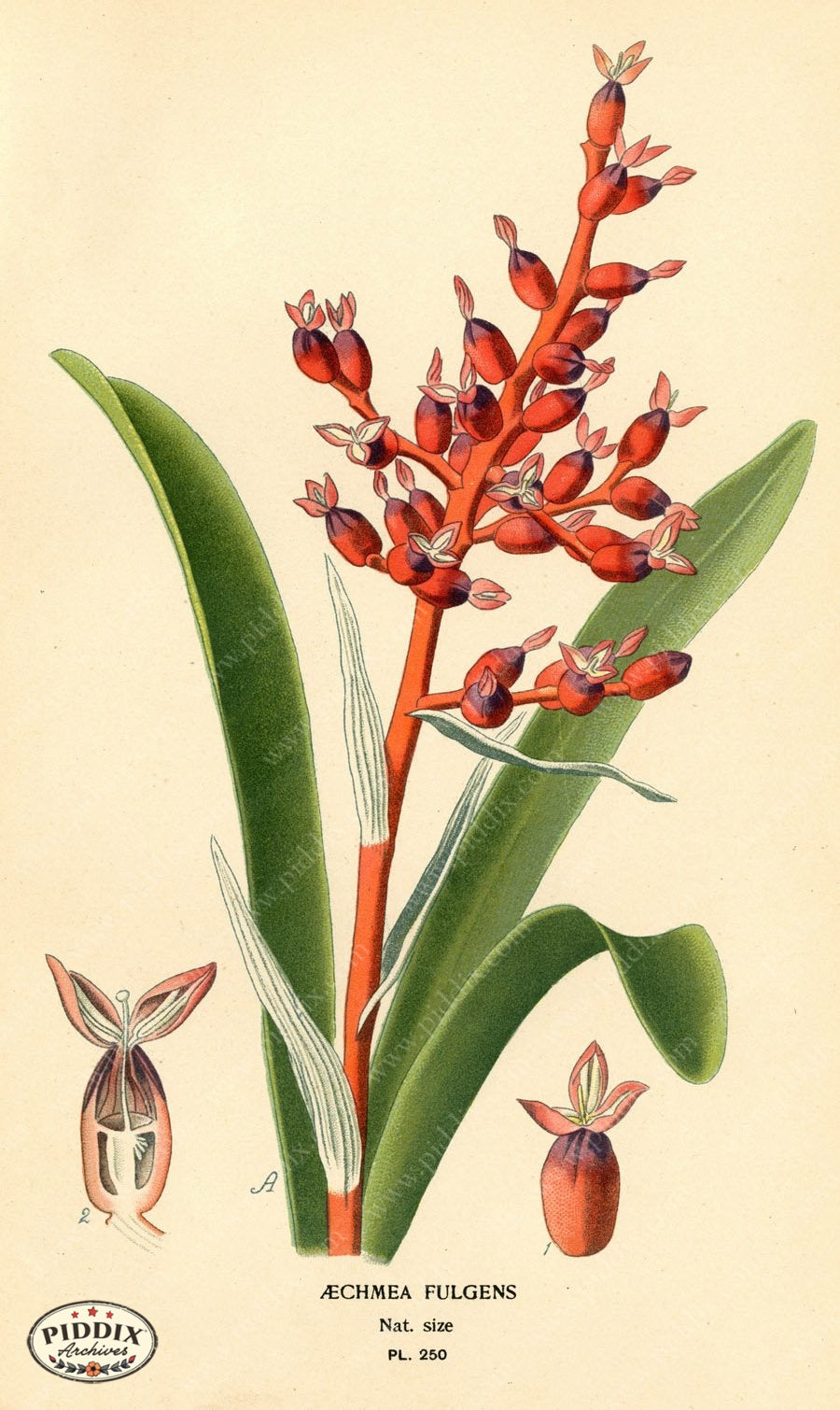 Flowers Pdxc4096 Color Illustration