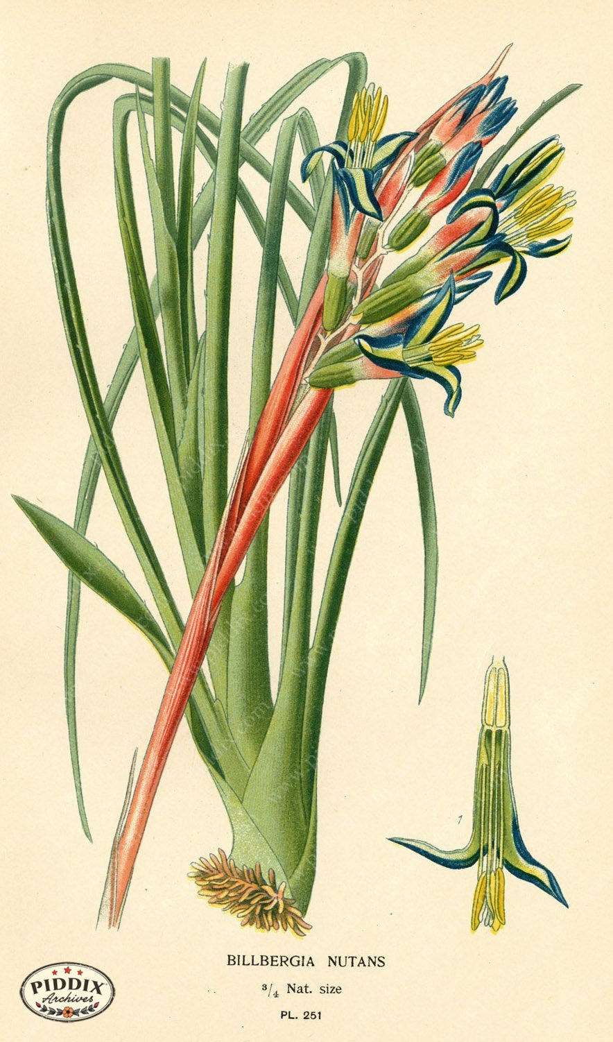 Flowers Pdxc4097 Color Illustration
