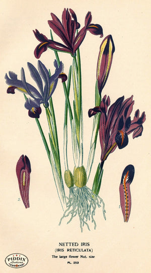 Flowers Pdxc4099 Color Illustration