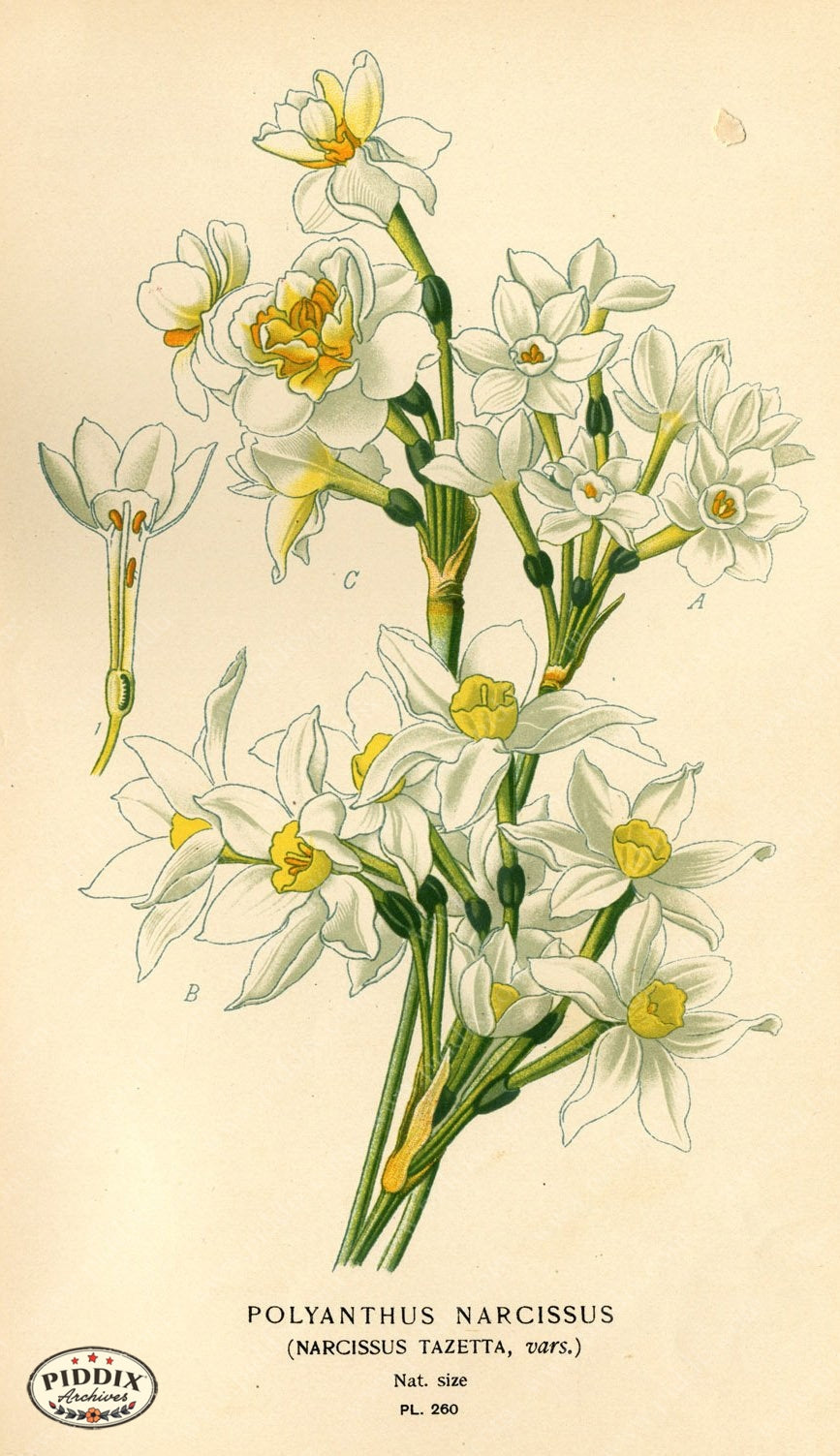 Flowers Pdxc4102 Color Illustration