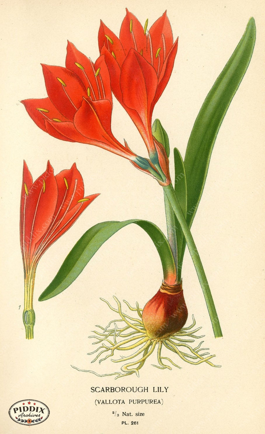 Flowers Pdxc4103 Color Illustration