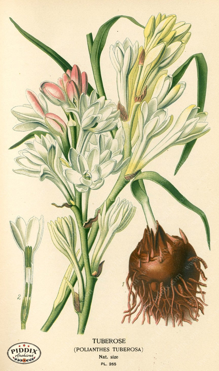 Flowers Pdxc4107 Color Illustration