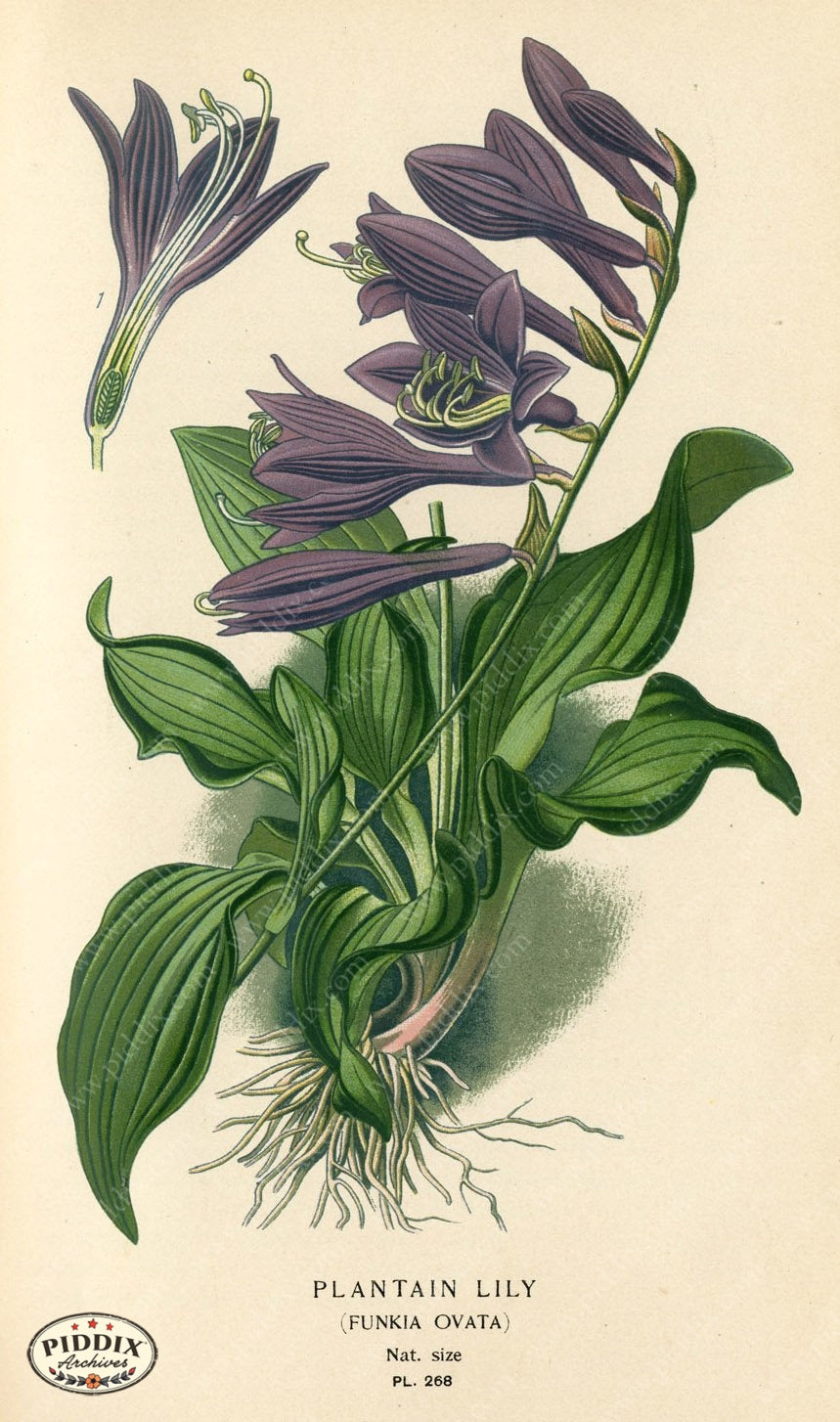 Flowers Pdxc4109 Color Illustration