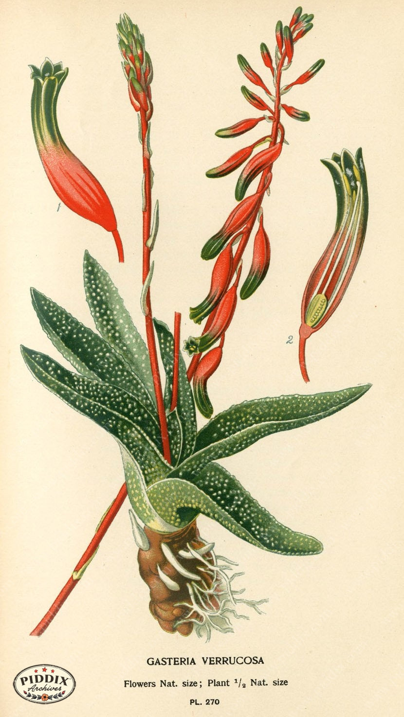 Flowers Pdxc4111 Color Illustration