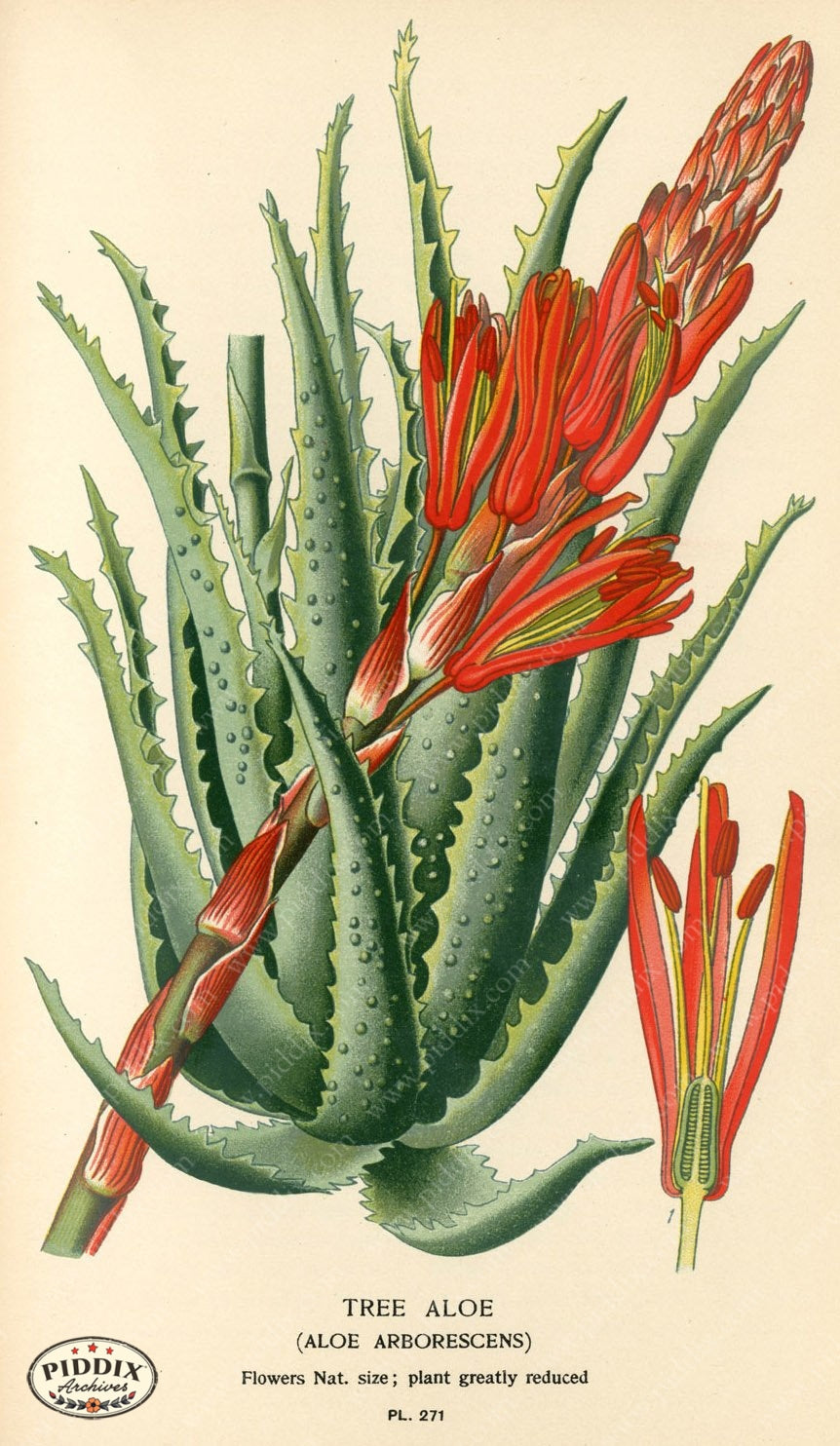 Flowers Pdxc4112 Color Illustration