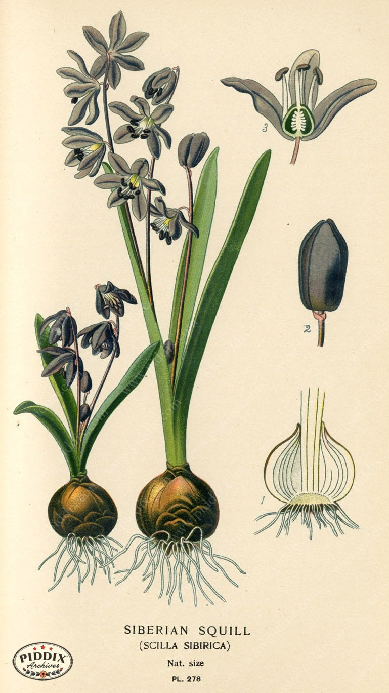 Flowers Pdxc4120 Color Illustration