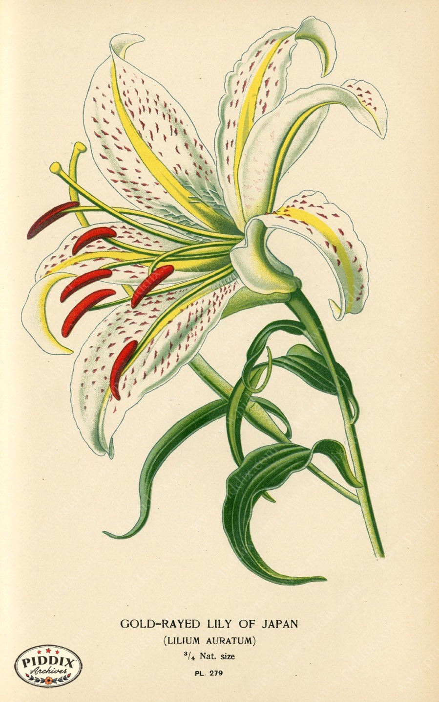 Flowers Pdxc4121 Color Illustration