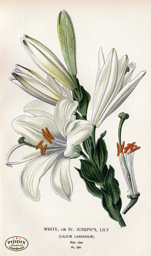 Flowers Pdxc4123 Color Illustration