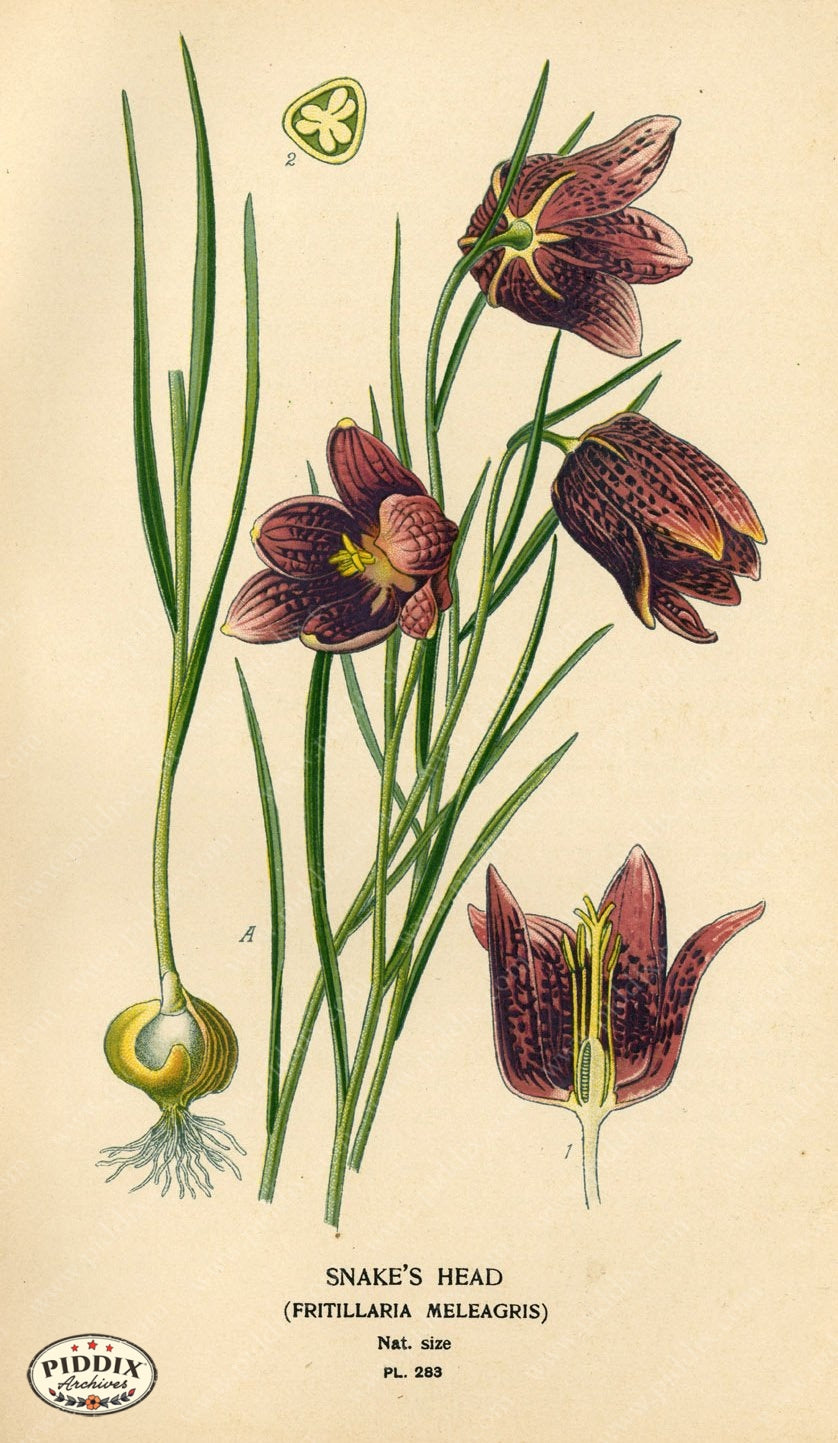 Flowers Pdxc4126 Color Illustration