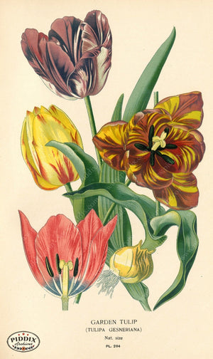 Flowers Pdxc4127 Color Illustration