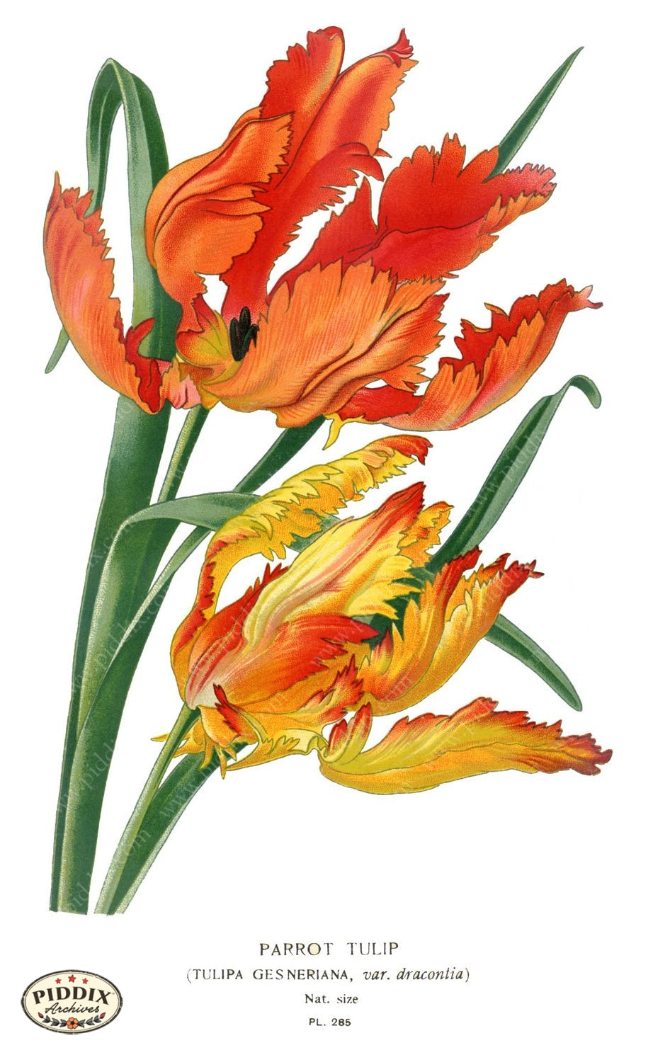 Flowers Pdxc4128 Color Illustration