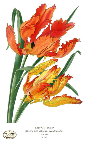 Flowers Pdxc4128 Color Illustration