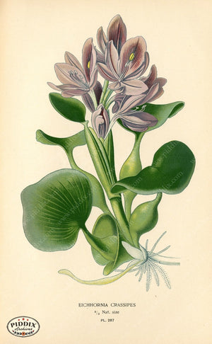 Flowers Pdxc4129 Color Illustration