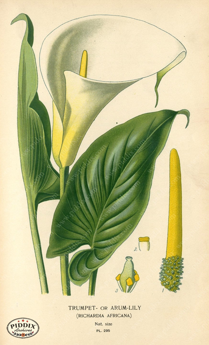 Flowers Pdxc4138 Color Illustration