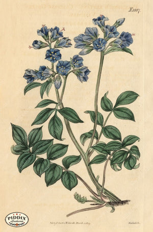 Flowers Pdxc5689 Color Illustration