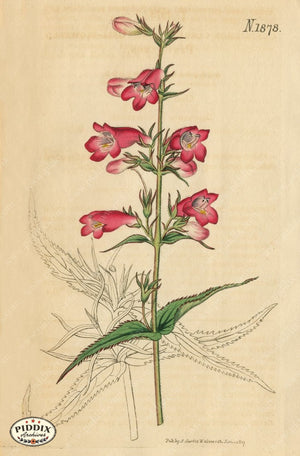 Flowers Pdxc5698 Color Illustration