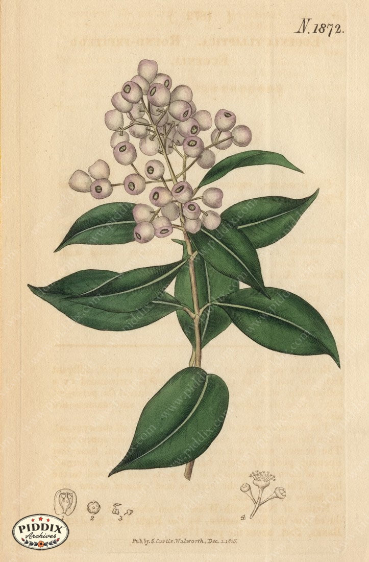 Flowers Pdxc5705 Color Illustration