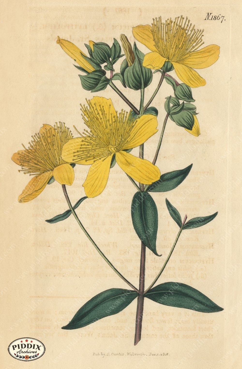 Flowers Pdxc5710 Color Illustration