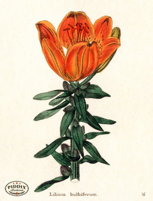 Flowers Pdxc5715 Color Illustration