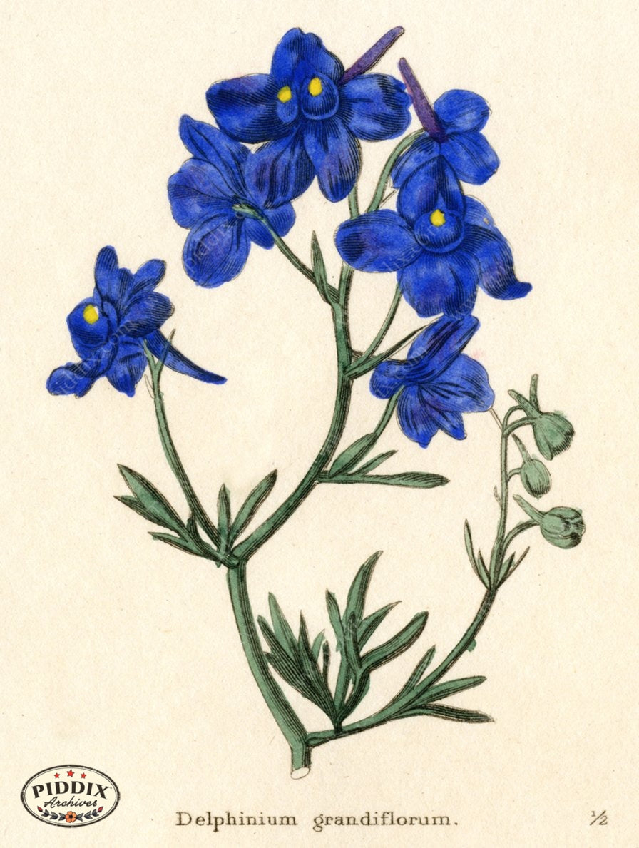 Flowers Pdxc5718 Color Illustration