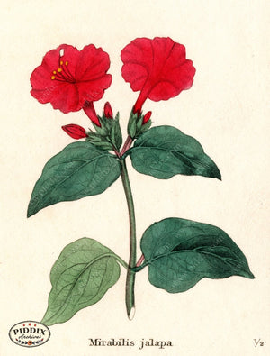 Flowers Pdxc5721 Color Illustration