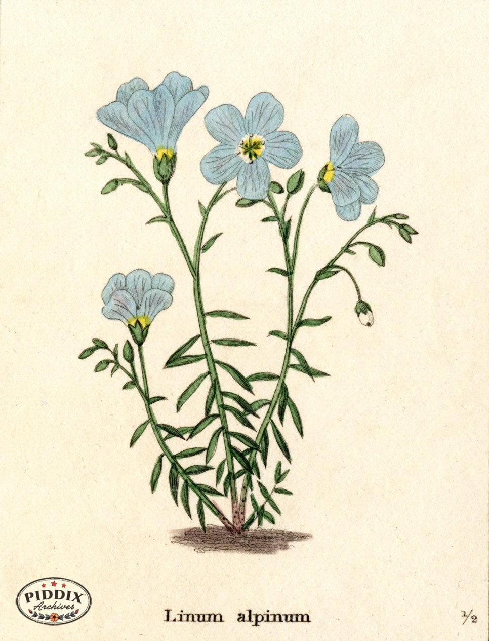 Flowers Pdxc5722 Color Illustration