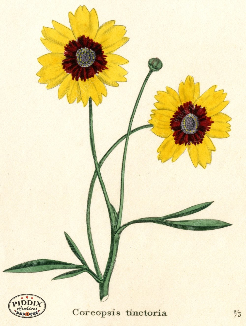 Flowers Pdxc5723 Color Illustration