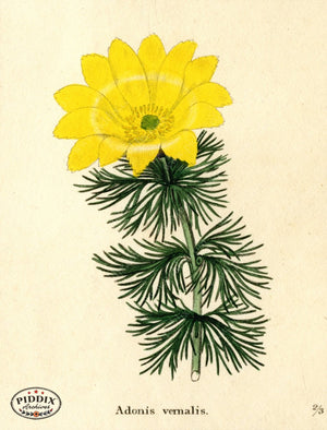 Flowers Pdxc5724 Color Illustration