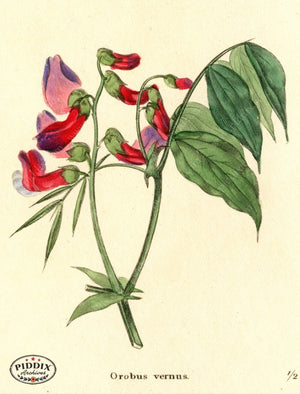 Flowers Pdxc5725 Color Illustration