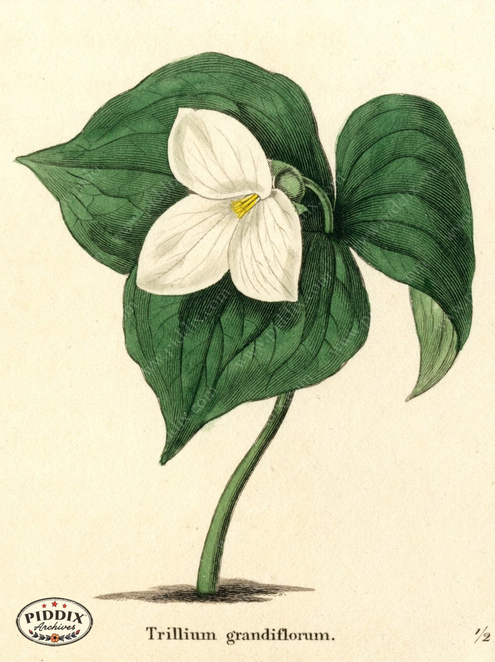 Flowers Pdxc5726 Color Illustration