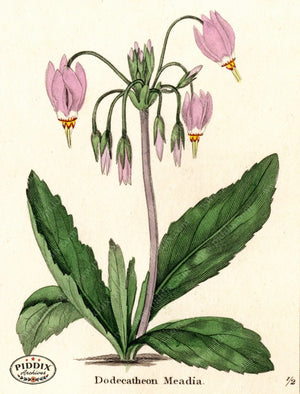 Flowers Pdxc5727 Color Illustration