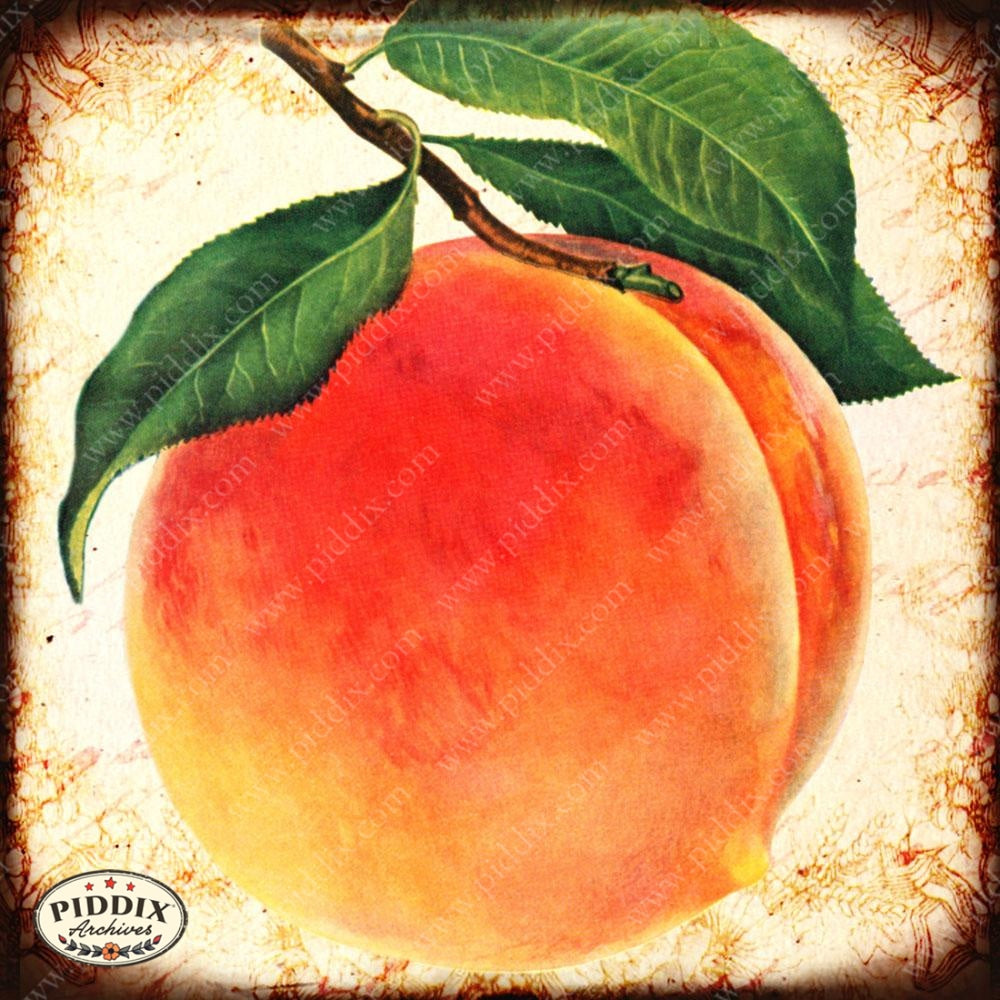 Fruit Pdxc7247 Color Illustration