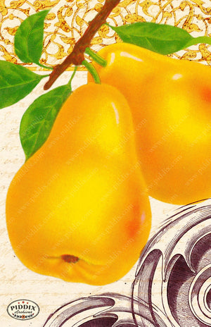 Fruit Pdxc7254 Color Illustration