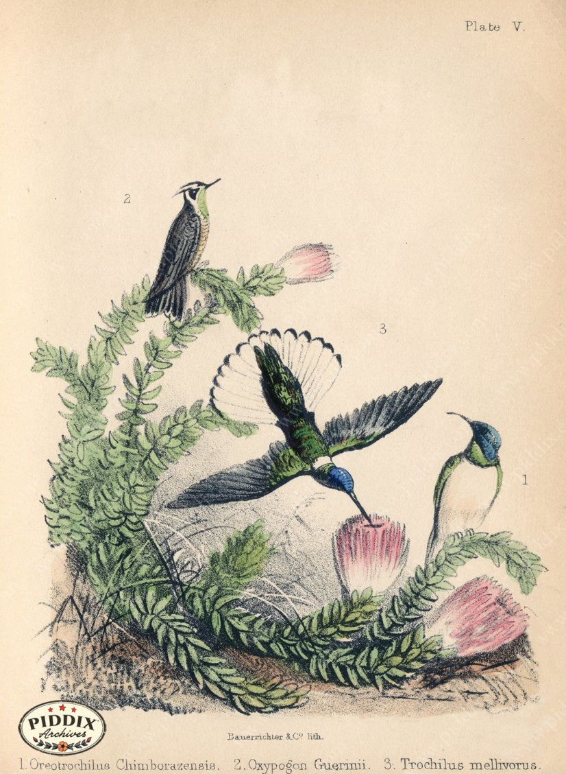 Pdxc10268 -- New For June Color Illustration