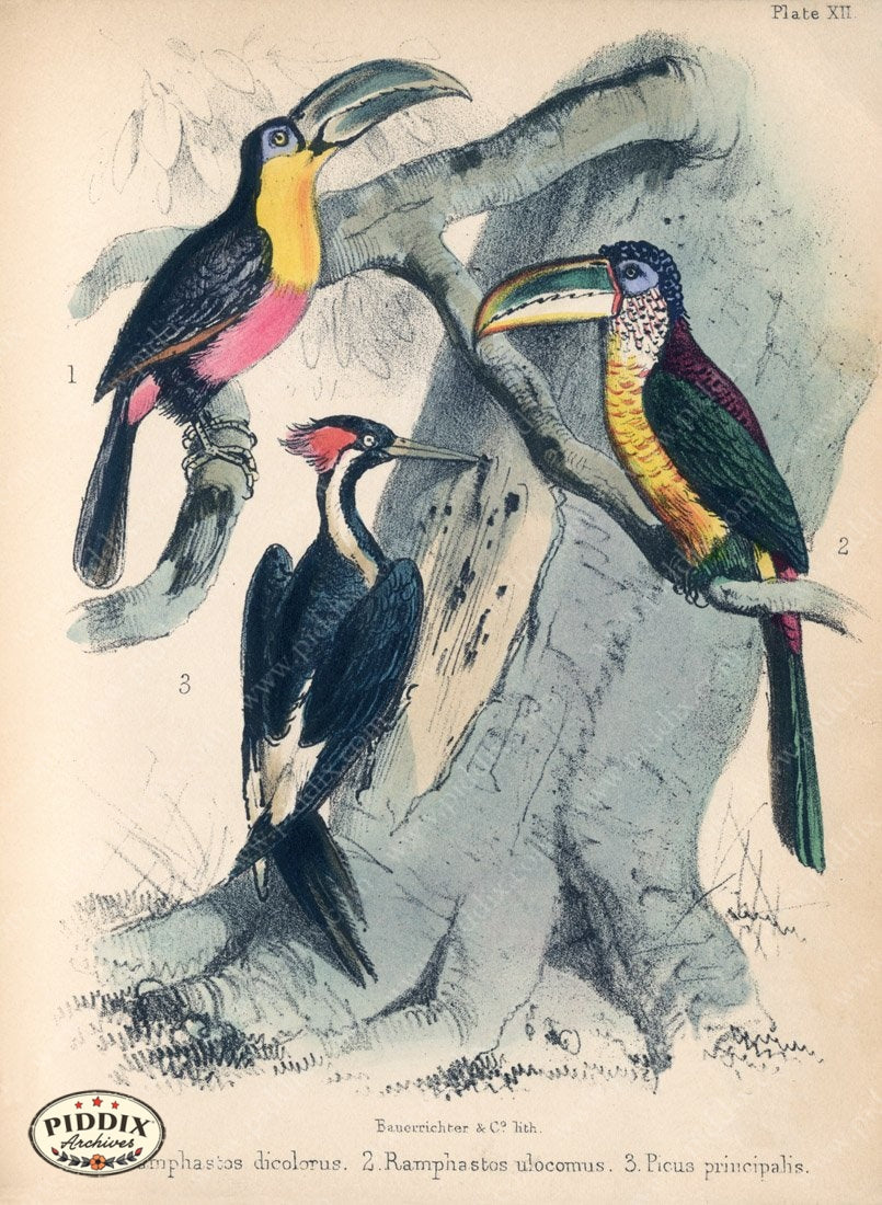 Pdxc10276 -- New For June Color Illustration