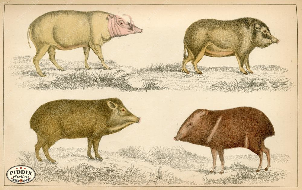 Pdxc10303 -- New For June Color Illustration