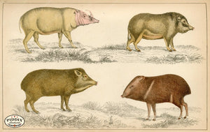 Pdxc10303 -- New For June Color Illustration
