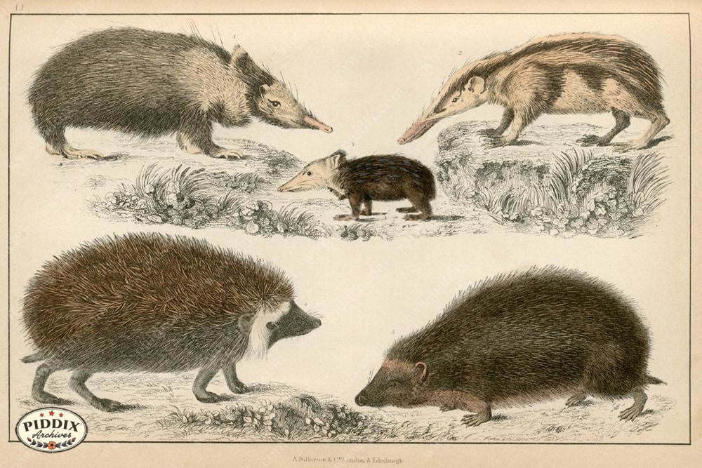 Pdxc10310 -- New For June Color Illustration