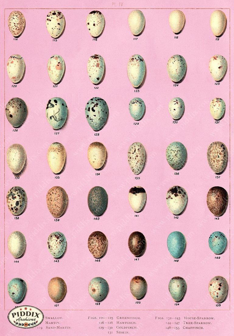 PDXC10316 -- Bird Eggs Palm Springs Colors Original Collage
