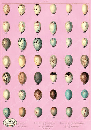 PDXC10316 -- Bird Eggs Palm Springs Colors Original Collage
