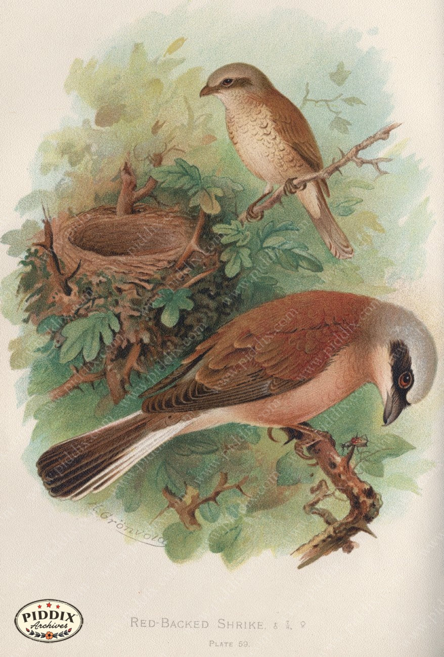 Pdxc10380 -- New For June Color Illustration