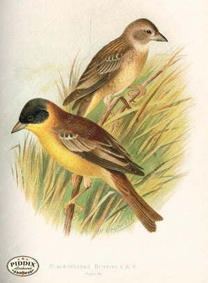 Pdxc10406 -- New For June Color Illustration