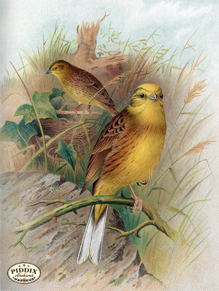 Pdxc10408 -- New For June Color Illustration