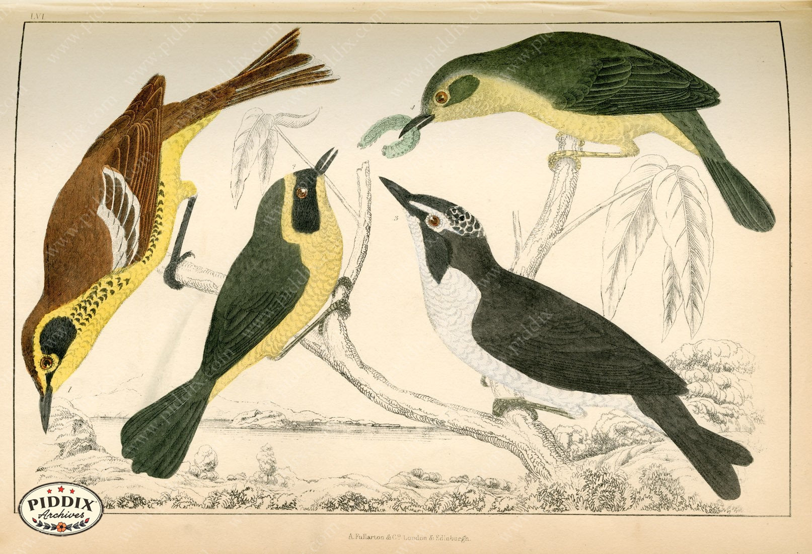 Pdxc10441 -- New For June Color Illustration