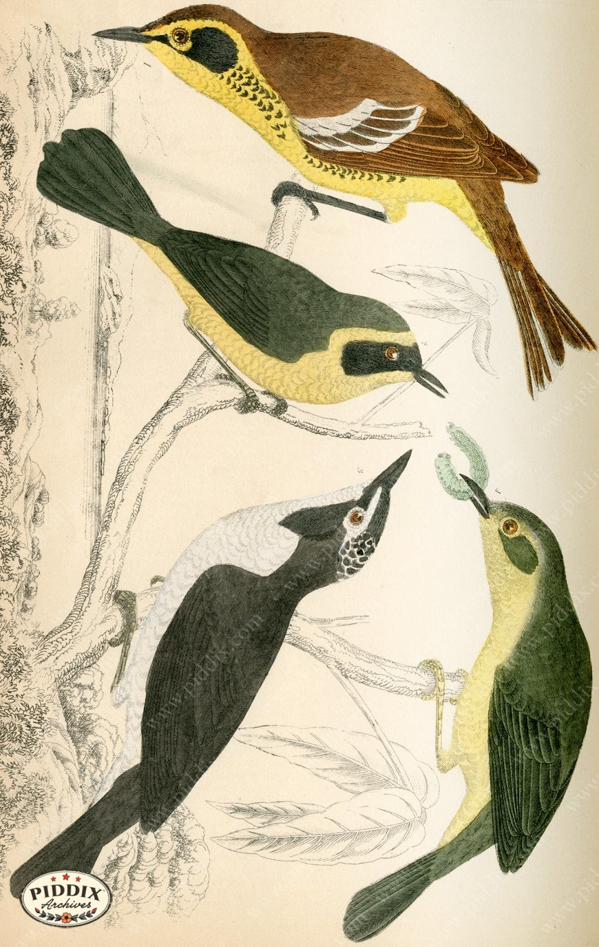 Pdxc10441 -- New For June Color Illustration