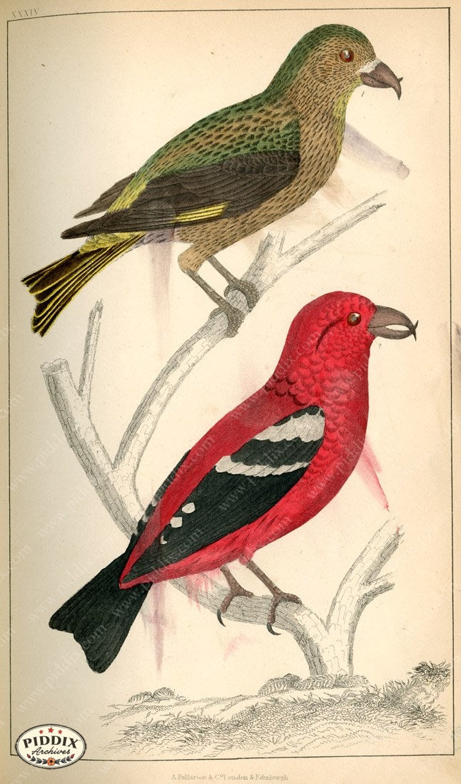 Pdxc10442 -- New For June Color Illustration